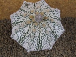 Astrophytum Z Jasenné XXXL květináč 8,5 cm - 12414536