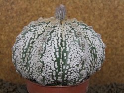 Astrophytum Z Jasenné XXXL květináč 8,5 cm - 12414537