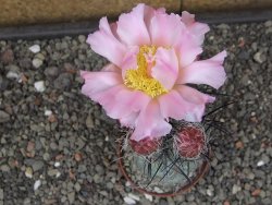 Tephrocactus geometricus květináč 7 cm  SW Fiambala Catamarca - 12414550