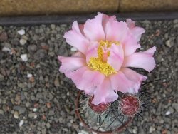 Tephrocactus geometricus květináč 7 cm  SW Fiambala Catamarca - 12414551