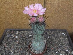 Tephrocactus geometricus květináč 7 cm  SW Fiambala Catamarca - 12414553