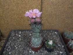 Tephrocactus geometricus květináč 7 cm  SW Fiambala Catamarca - 12414554