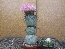 Tephrocactus geometricus květináč 7 cm  SW Fiambala Catamarca - 12414555