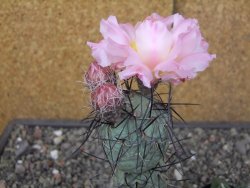 Tephrocactus geometricus květináč 7 cm  SW Fiambala Catamarca