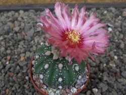 Astrophytum asterias X red flower akabana 5,5 cm květináč