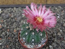 Astrophytum asterias X red flower akabana 5,5 cm květináč - 12414583