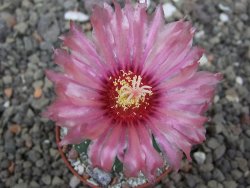 Astrophytum asterias X red flower akabana 5,5 cm květináč - 12414584