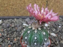 Astrophytum asterias X red flower akabana 5,5 cm květináč - 12414585