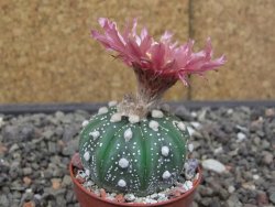 Astrophytum asterias X red flower akabana 5,5 cm květináč - 12414586