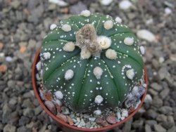 Astrophytum asterias X red flower akabana 5,5 cm květináč - 12414587