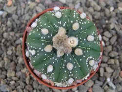 Astrophytum asterias X red flower akabana 5,5 cm květináč - 12414588