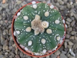 Astrophytum asterias X red flower akabana 5,5 cm květináč - 12414589