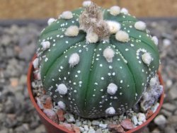 Astrophytum asterias X red flower akabana 5,5 cm květináč - 12414590