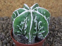 Astrophytum Dinosaur (Fukurio Hannya) květináč 5,5 cm - 12414880