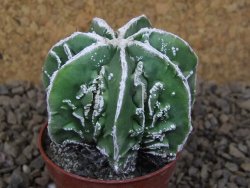 Astrophytum Dinosaur (Fukurio Hannya) květináč 5,5 cm - 12414881