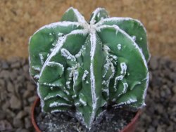 Astrophytum Dinosaur (Fukurio Hannya) květináč 5,5 cm - 12414882