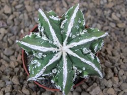 Astrophytum Dinosaur (Fukurio Hannya) květináč 5,5 cm - 12414883