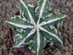Astrophytum Dinosaur (Fukurio Hannya) květináč 5,5 cm
