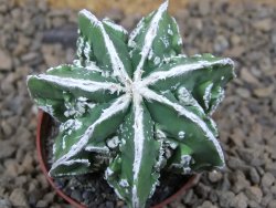 Astrophytum Dinosaur (Fukurio Hannya) květináč 5,5 cm - 12414885