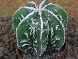 Astrophytum Dinosaur (Fukurio Hannya) květináč 5,5 cm - 12414886