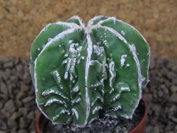 Astrophytum Dinosaur (Fukurio Hannya) květináč 5,5 cm - 12414887