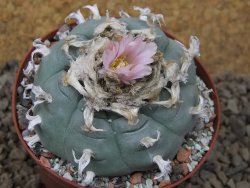 Lophophora williamsii Siera d. l´Paila, květináč 8 cm - 12414918