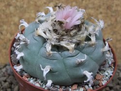 Lophophora williamsii Siera d. l´Paila, květináč 8 cm