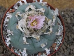 Lophophora williamsii Siera d. l´Paila, květináč 8 cm - 12414920