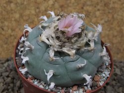 Lophophora williamsii Siera d. l´Paila, květináč 8 cm - 12414921