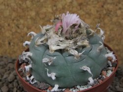 Lophophora williamsii Siera d. l´Paila, květináč 8 cm - 12414922