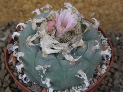 Lophophora williamsii Siera d. l´Paila, květináč 8 cm - 12414923