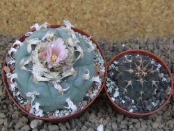 Lophophora williamsii Siera d. l´Paila, květináč 8 cm - 12414924
