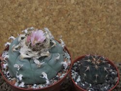 Lophophora williamsii Siera d. l´Paila, květináč 8 cm - 12414925