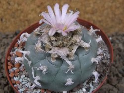 Lophophora williamsii Siera d. l´Paila, květináč 8 cm - 12414926