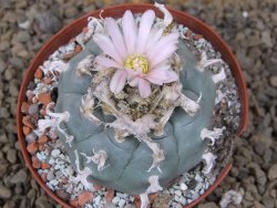 Lophophora williamsii Siera d. l´Paila, květináč 8 cm - 12414927