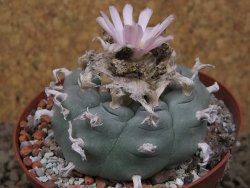 Lophophora williamsii Siera d. l´Paila, květináč 8 cm - 12414928