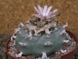 Lophophora williamsii Siera d. l´Paila, květináč 8 cm - 12414929