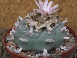Lophophora williamsii Siera d. l´Paila, květináč 8 cm
