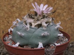 Lophophora williamsii Siera d. l´Paila, květináč 8 cm - 12414931