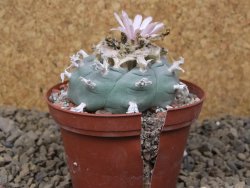 Lophophora williamsii Siera d. l´Paila, květináč 8 cm - 12414932