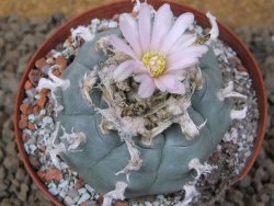 Lophophora williamsii Siera d. l´Paila, květináč 8 cm - 12414933