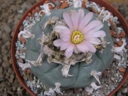 Lophophora williamsii Siera d. l´Paila, květináč 8 cm - 12414934