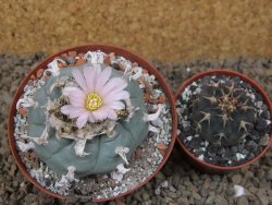 Lophophora williamsii Siera d. l´Paila, květináč 8 cm - 12414935