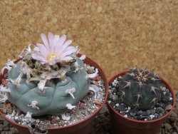 Lophophora williamsii Siera d. l´Paila, květináč 8 cm - 12414936