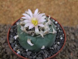 Lophophora fricii Viesca pot 6,5 cm - 12414956