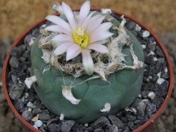 Lophophora fricii Viesca pot 6,5 cm