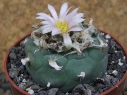 Lophophora fricii Viesca pot 6,5 cm - 12414958