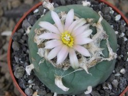 Lophophora fricii Viesca pot 6,5 cm - 12414959