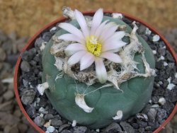 Lophophora fricii Viesca pot 6,5 cm - 12414960