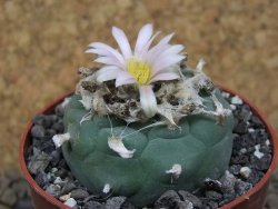 Lophophora fricii Viesca pot 6,5 cm - 12414961